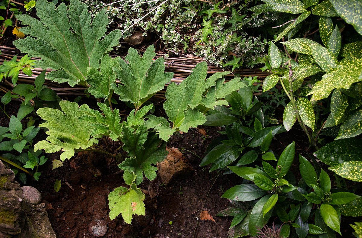 Aucuba japonica (аукуба японская, золотое дерево) - Страница 15 -  myflora.org.ua