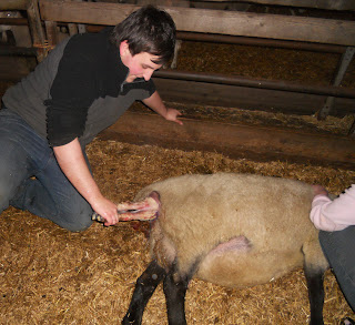 Me+pulling+lamb+1.JPG