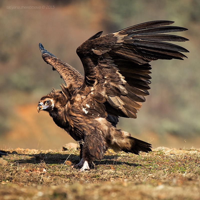 wildlife.crimea.ua