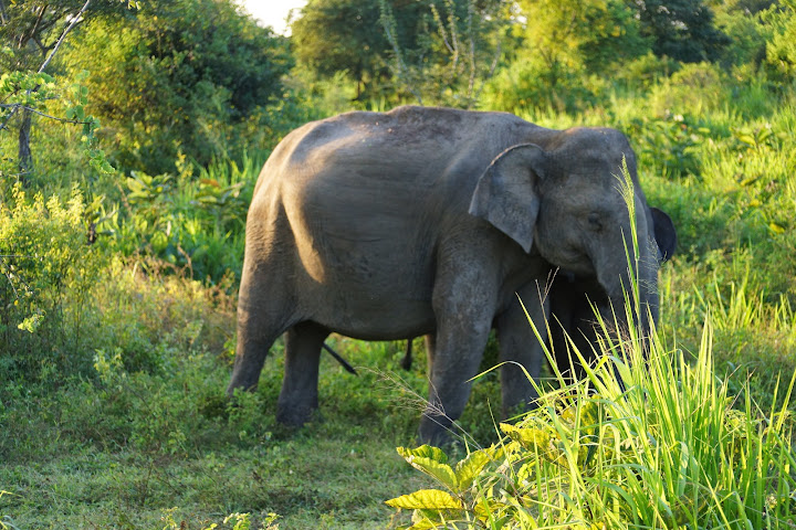 Шри-Ланка: на машине 1 100 км,  фото без комментариев, март-апрель 2013г.
