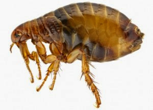 La pulga salta doscientas veces su longitud