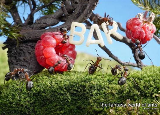 எறும்புகளின் அழகிய உலகம் – புகைப்படங்கள் Photographer-Andrey-Pavlov-Shows-Life-of-Ants-006