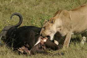 Wildlife Photos of Lionesses with an Cape Buffalo kill at Botswana 