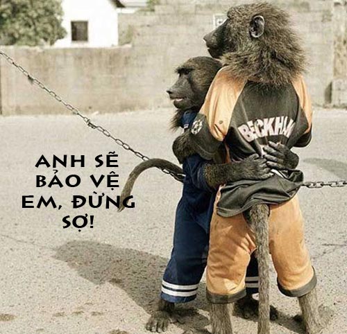 Ảnh vui, hài hước về họ hàng nhà Khỉ Vợ chồng nhà Khỉ
