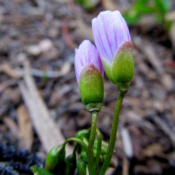 Wildflowers