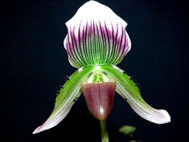 Paphiopedilum callosum und seine Varietäten ( thailandense ,  sublaeve ,  birkii ,  crossii ) DSCN0088