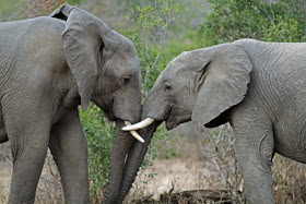 Wildlife Photos of Elephant's Fight (Mala Mala, South Africa) Wildlife Photos of Elephant's Fight (Mala Mala, South Africa)