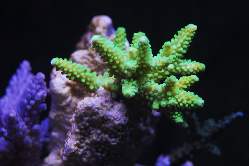 coral20110527-11.jpg