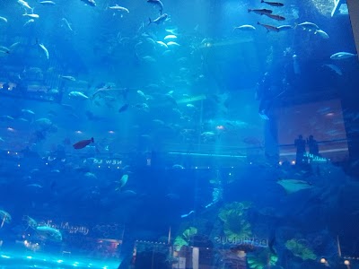 Photos of Underwater Environments Aquarium by Pets Plus