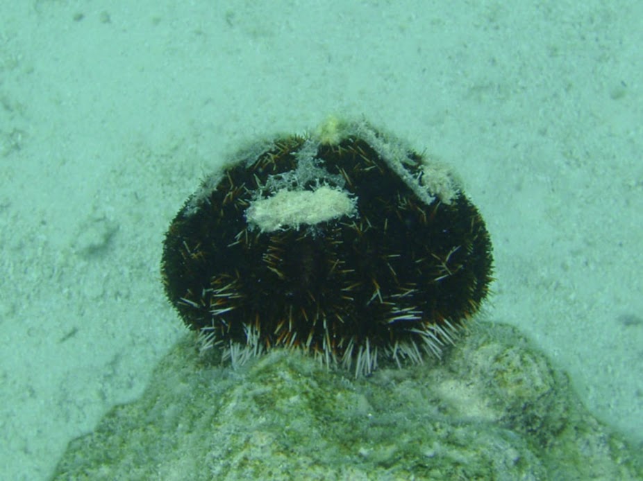 Sea Urchin, Rarotonga.