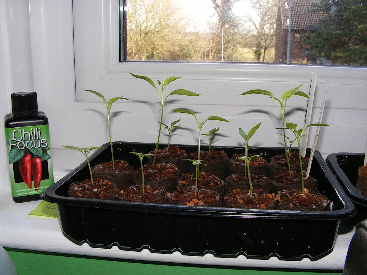 chillies