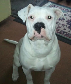 Updated Pix of Angus, our Am. Bulldog :) %25255BUNSET%25255D