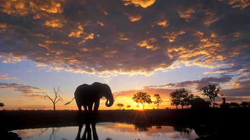 Elephant Silhouetted at Sunset, Chobe National Park, Botswana.jpg
