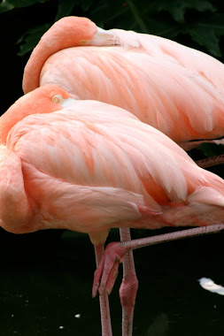 flamingo2