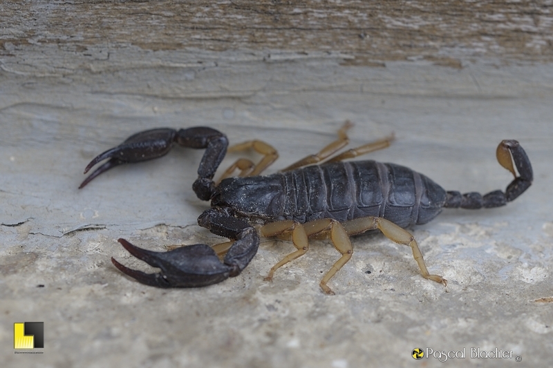 scorpion photo pascal blachier