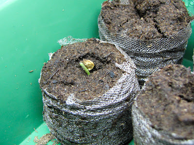 Bucolic Bushwick Vegetable Plant Disease