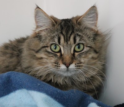 Photos of SPCA Nelson