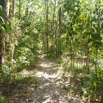 Narrow track towards Lake Macquarie in Green Point Reserve (403708)