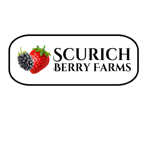 Scurich Berry Farms