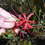  Wild flower (Grevillea Speciosa) near West Head Rd  (304131)
