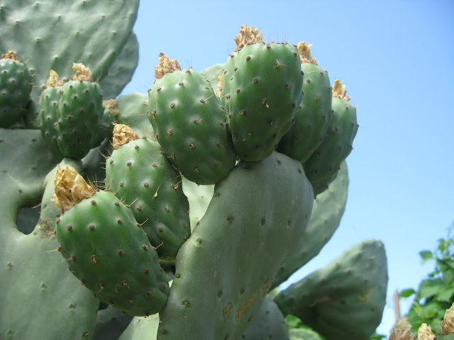 The Prickly Pears of Calabria – Fichi d’India