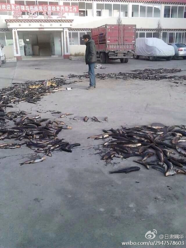 Fish killed by the mining pollution in 2013. (Sina Weibo)