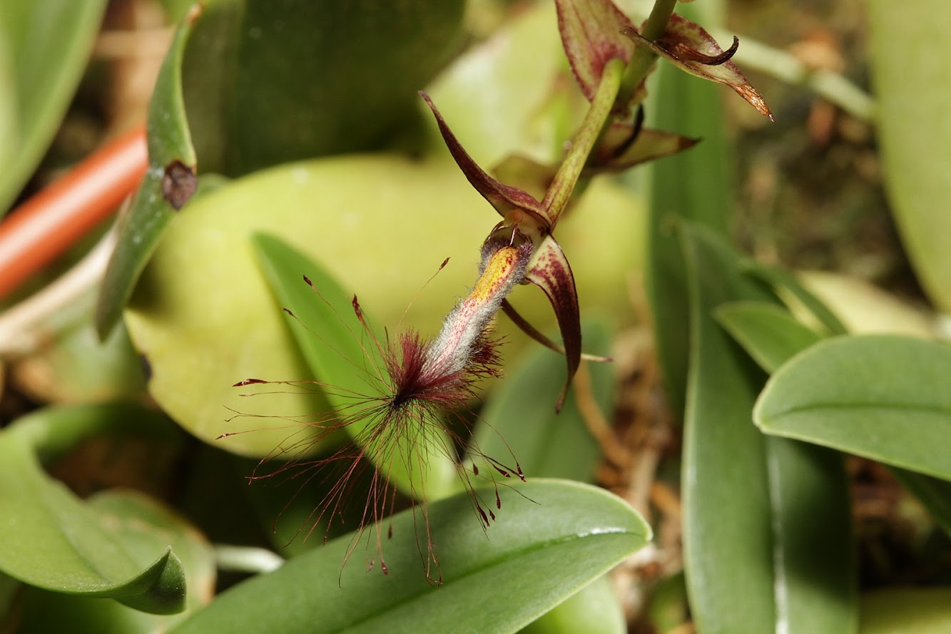 Bulbophyllum barbigerum IMG_2405+%2528copie%2529