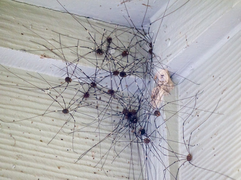 Get Rid of Daddy Long Leg Spiders in Your Home