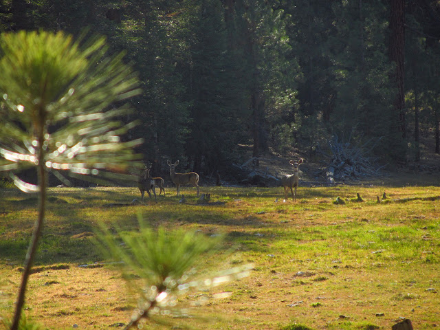 four deer in the meadow