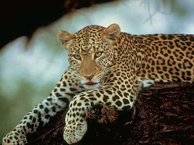 Wildlife Photos of Leopard in a tree