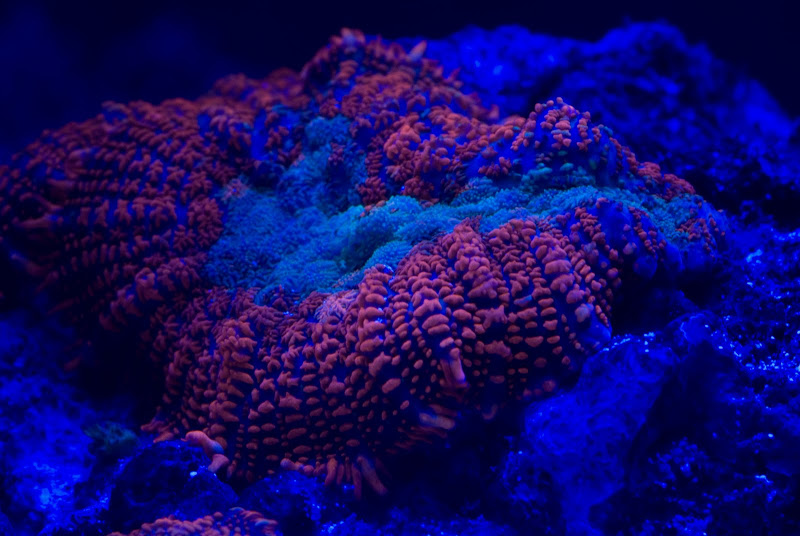DSC06452 - Corals for swap or pick up