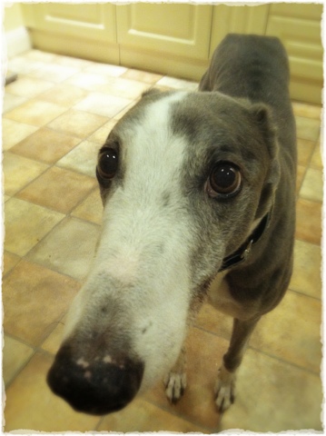 Photo of Stevie, greyhound