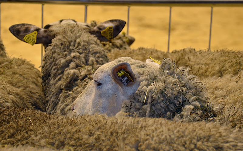 Salon de l'Agriculture : Les beeh-beeh D7K_6779