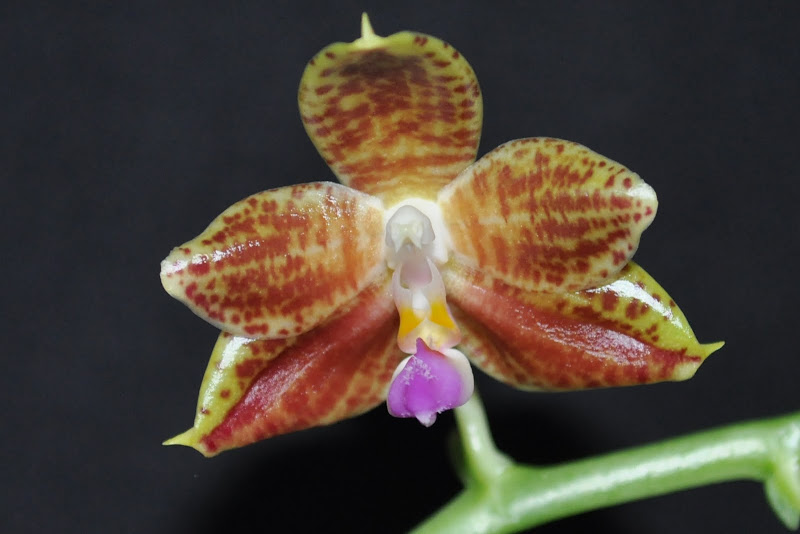 Phalaenopsis Kenanga [Mise à jour photos] CSC_0012
