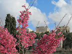 sakura1.jpg