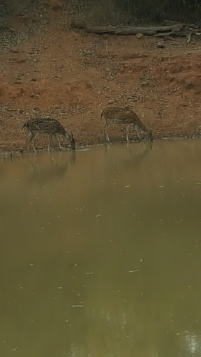Kings Lodge - Bandhavgarh National Park