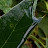 Sparkle paws avatar image