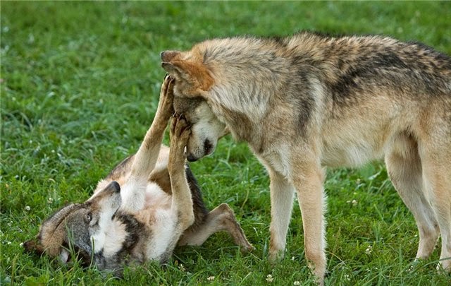 animals, photo, wolf animals, photo, wolf