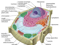 Labeled Diagram Of Plant Cell Labeled Diagram Of Plant Cell