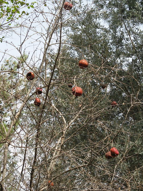 Израиль ранней весной.