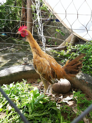 Trại   gà   peru,  mỹ   BÌNH DUONG - 7