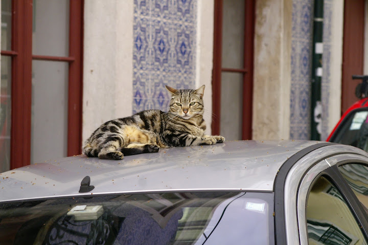 Что делать, если весна не хочет приходить вовремя? Правильно - назначить ее самим!