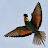 BirdLife Malta