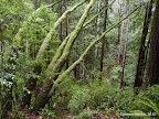 Butano Creek Trail