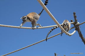 Attica Zoological Park