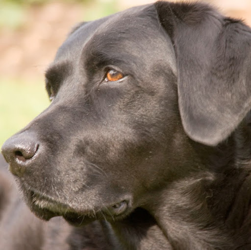 44labrador
