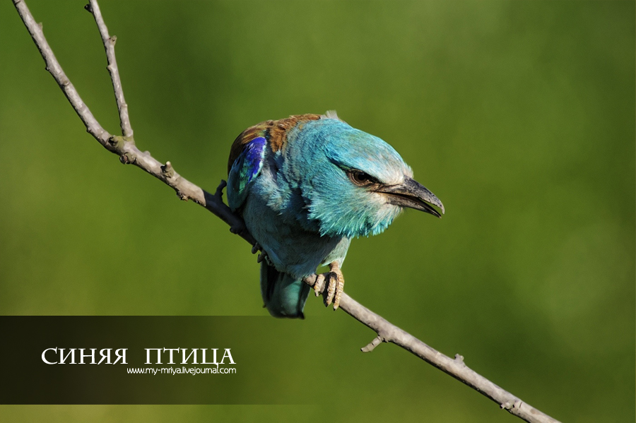 wildlife.crimea.ua