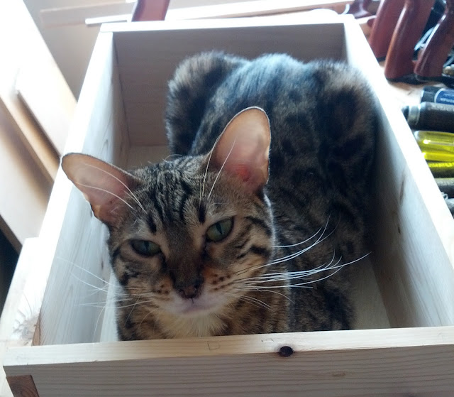 Drawer inspecting cat.