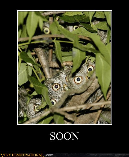photo of a bunch of owls staring at us from a tree...soon