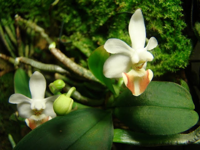 Phalaenopsis lobbii DSC08445